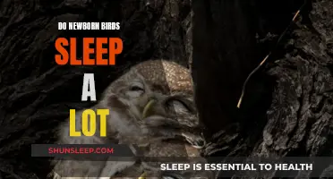 Newborn Birds: Do They Need Lots of Sleep?