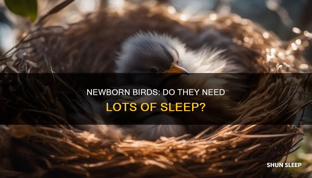 do newborn birds sleep a lot