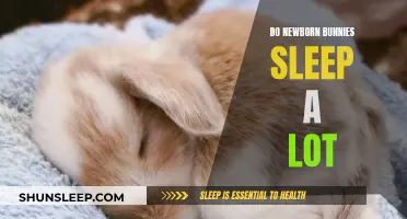 Newborn Bunnies: Understanding Their Sleep Patterns and Needs