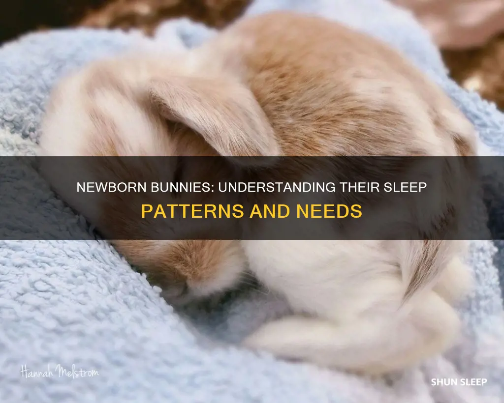 do newborn bunnies sleep a lot