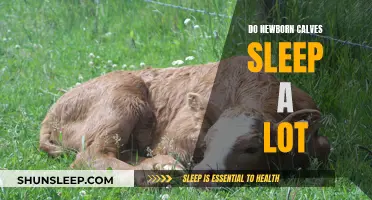 Newborn Calves: Do They Sleep Like Human Babies?
