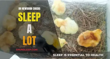 Newborn Chicks: Sleep Patterns and Parenting Tips