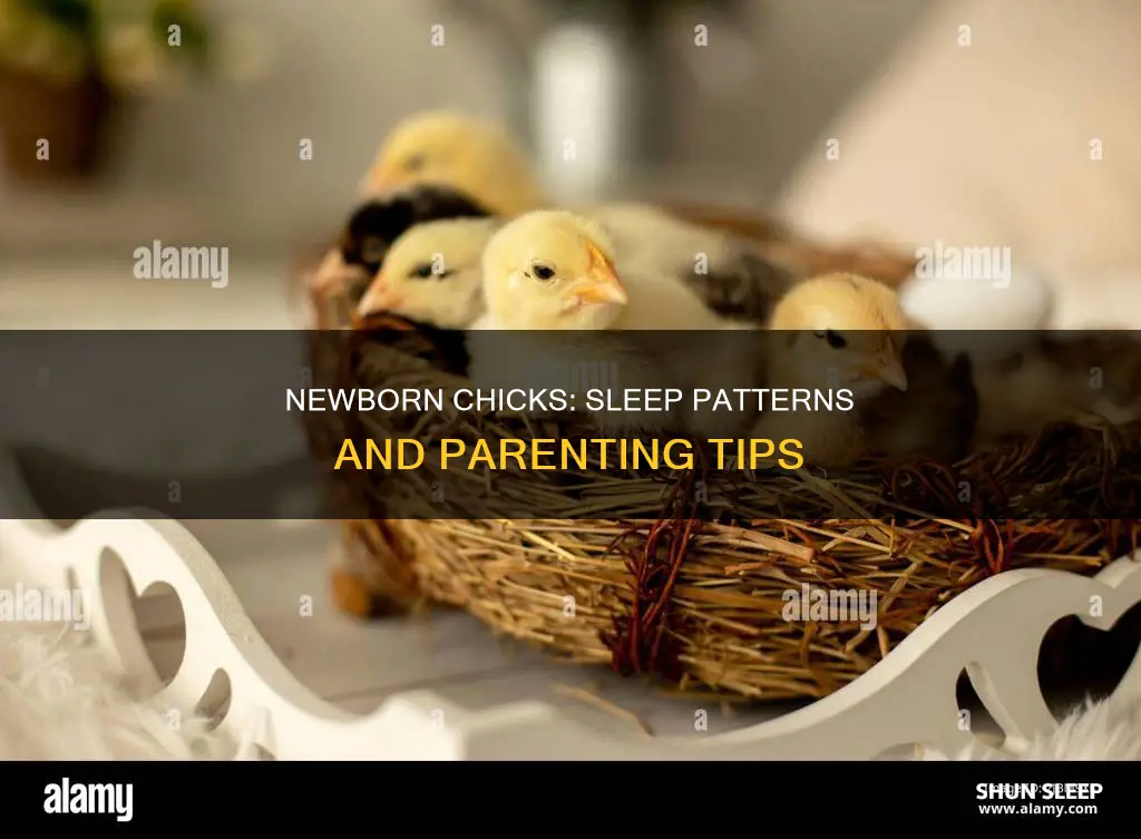do newborn chicks sleep a lot