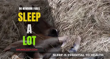 Newborn Foals: Understanding Their Sleep Patterns and Needs