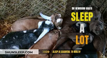 Goat Kids' Sleep Patterns: Understanding Their Needs