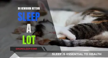 Newborn Kittens: Understanding Their Sleep Patterns and Needs