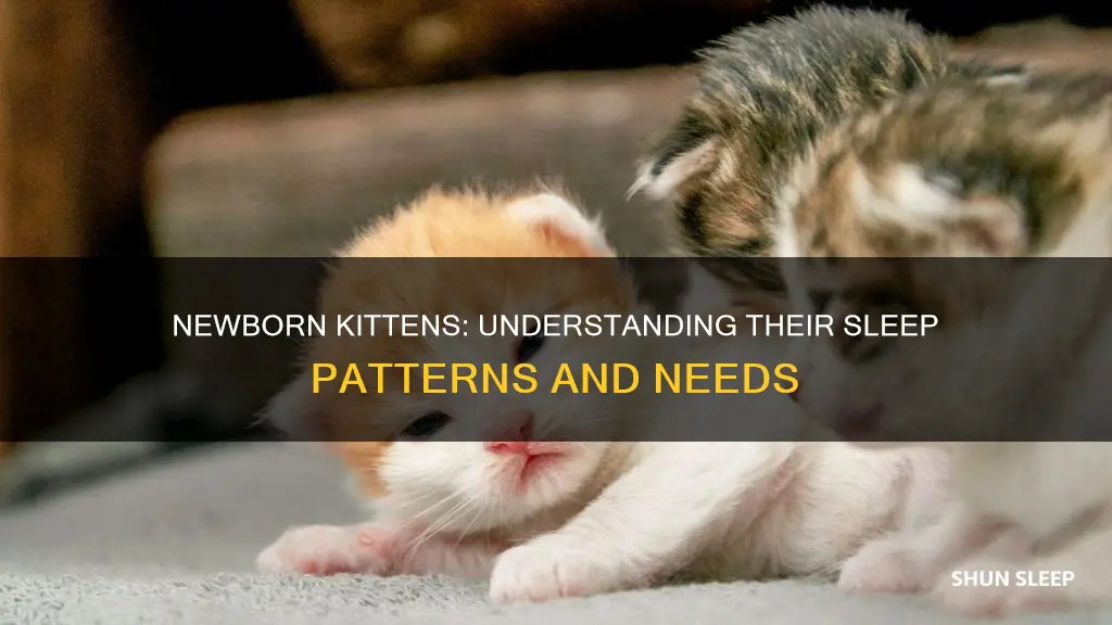 do newborn kittens sleep a lot