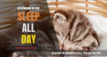 Newborn Kittens: Sleeping Patterns and Care Tips