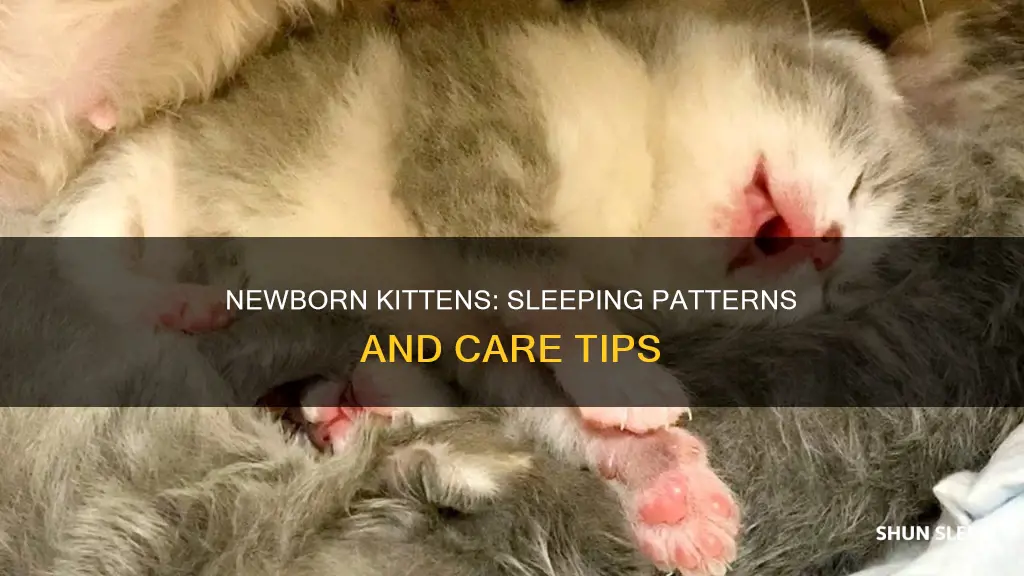 do newborn kittens sleep all day