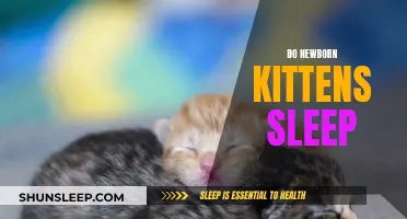 Newborn Kittens: Understanding Their Sleep Patterns