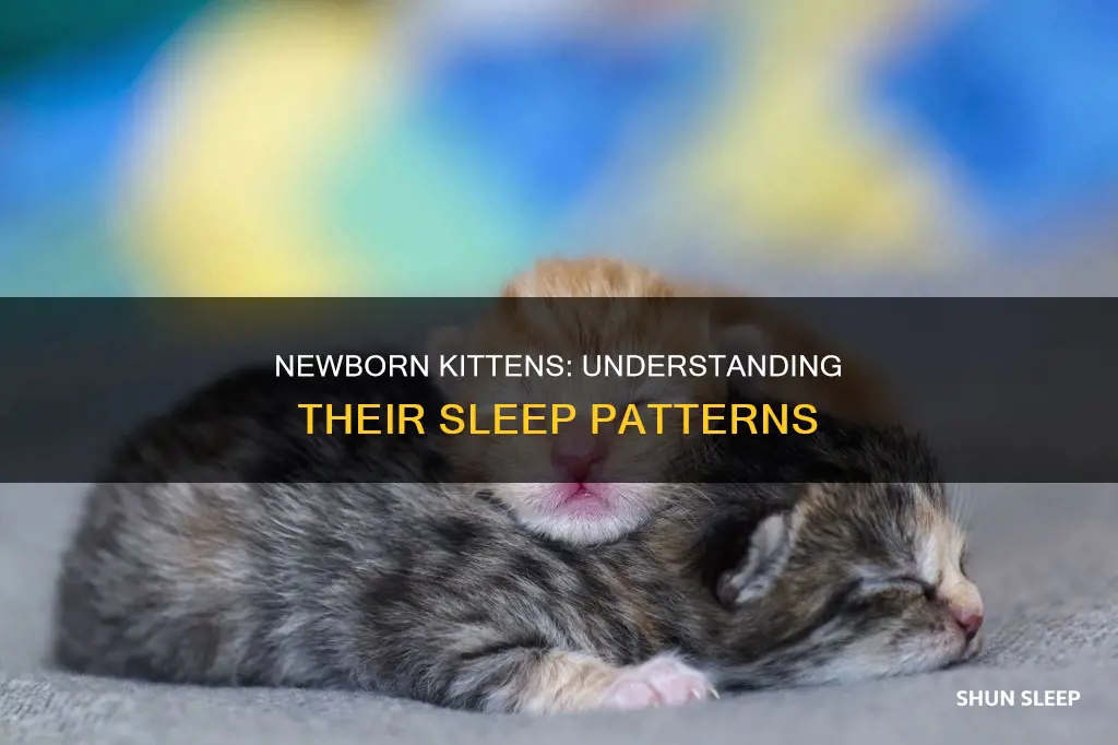 do newborn kittens sleep