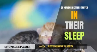 Newborn Kittens Twitching in Sleep: What Does it Mean?
