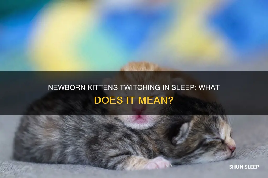 do newborn kittens twitch in their sleep