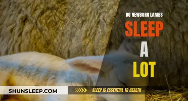 Newborn Lambs: Do They Sleep Like Human Babies?