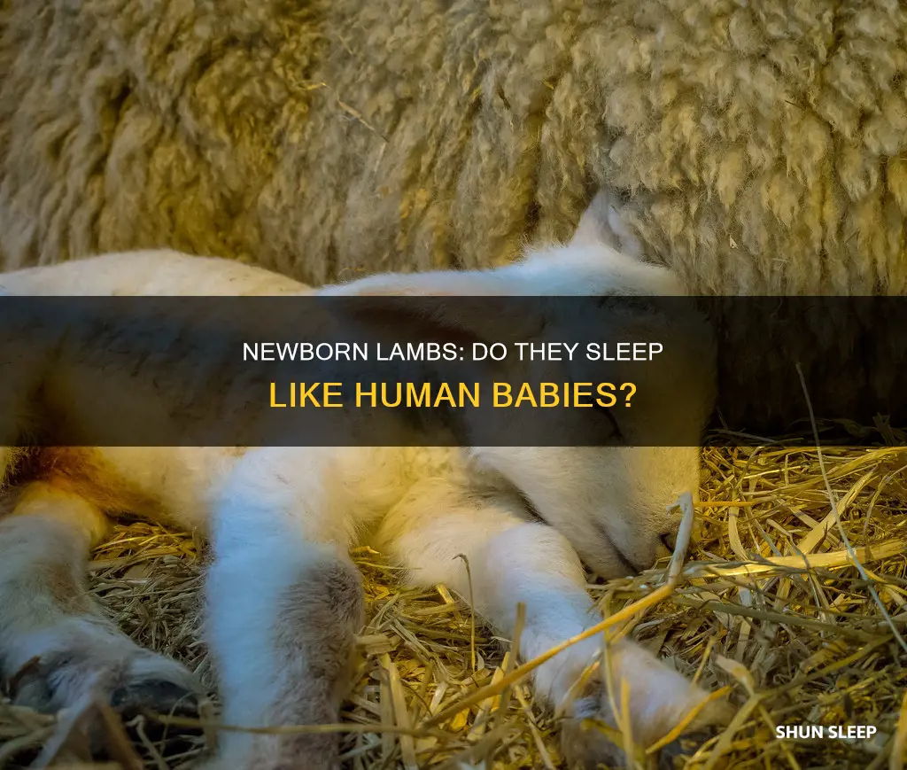 do newborn lambs sleep a lot