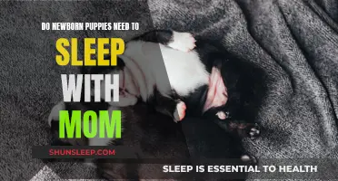 Puppies' First Sleep: Mom's Role and Importance