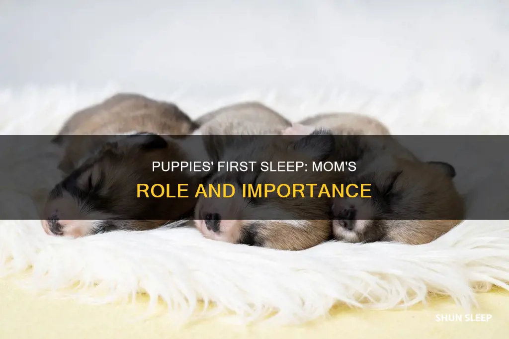 do newborn puppies need to sleep with mom