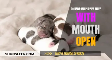 Puppies and Sleep: Mouth Open, Eyes Closed?