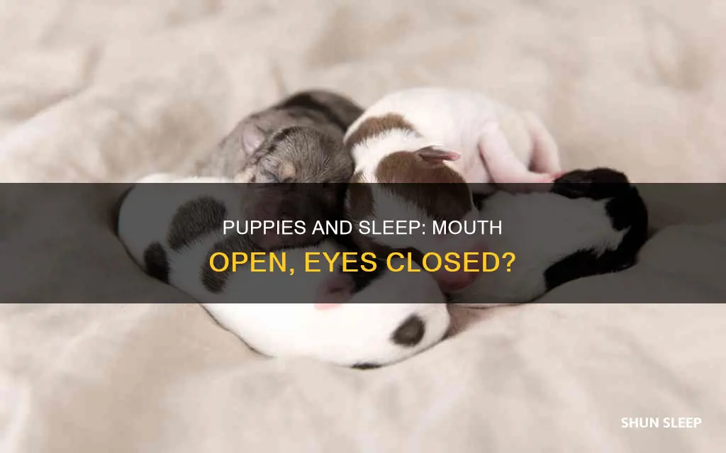 do newborn puppies sleep with mouth open