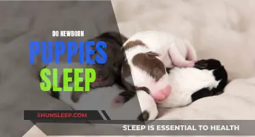 Newborn Puppies and Sleep: What You Need to Know