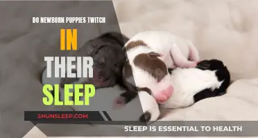 Do Sleeping Newborn Puppies Twitch? Understanding Their Dreams and Sleep