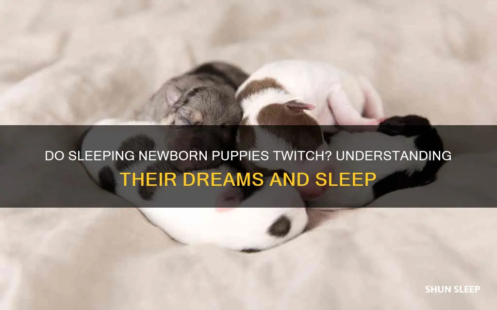 do newborn puppies twitch in their sleep