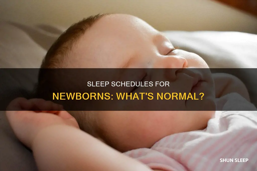 do newborns have a sleep schedule