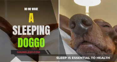 Unleash the Power: Why 'Do No Wake a Sleeping Doggo' Matters