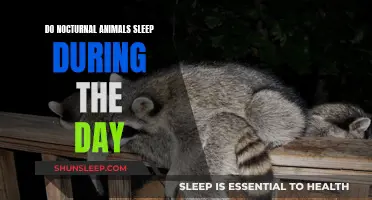 Nocturnal Animals: Do They Sleep During the Day?