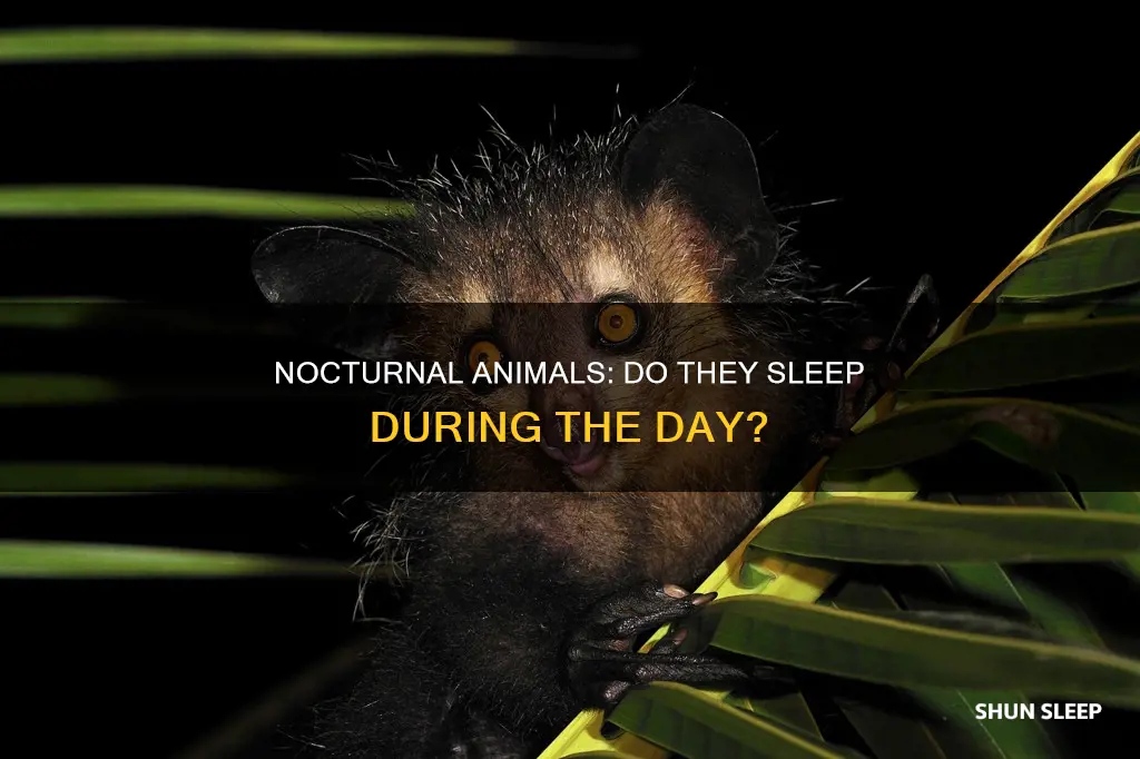 do nocturnal animals sleep during the day