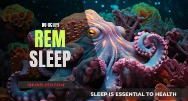 Octopi's Sleep Patterns: Do They Experience REM Sleep?