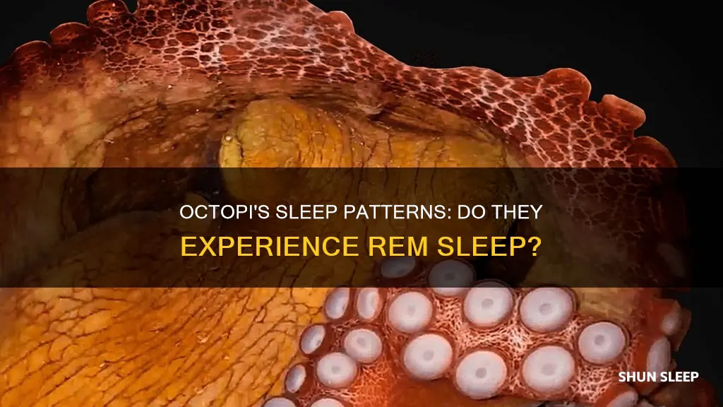 do octipi rem sleep