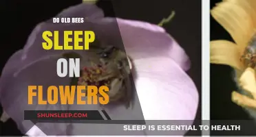 The Secret Life of Bees: Do They Sleep on Flowers?