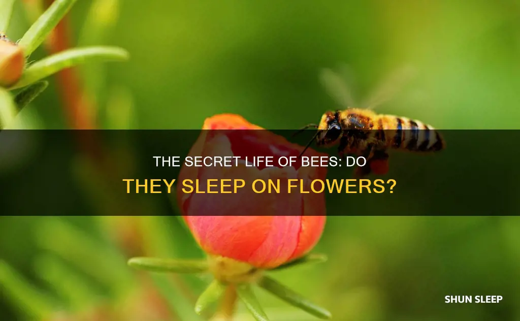 do old bees sleep on flowers