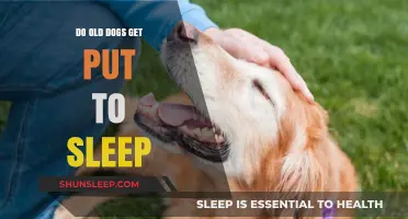 Euthanasia for Senior Dogs: When and Why It's Considered