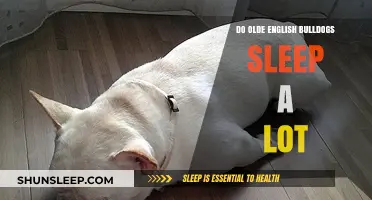 Olde English Bulldogs: Sleepyheads or Active Buds?