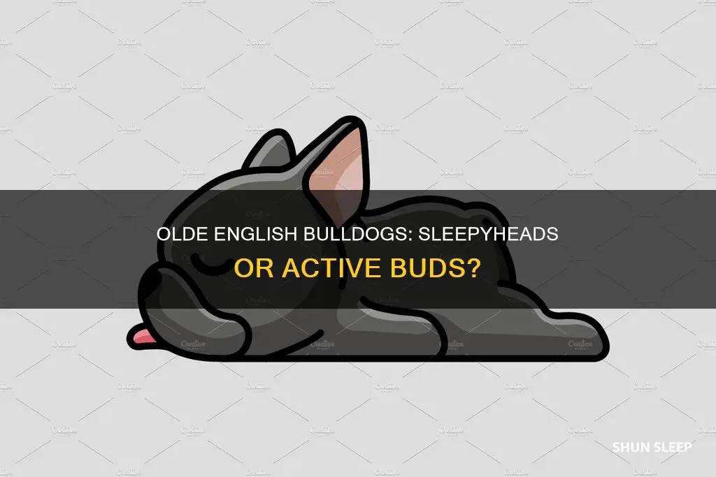 do olde english bulldogs sleep a lot