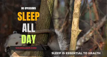 Are Opossums Nocturnal? Understanding Their Sleep Patterns