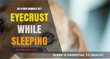 Do Animals Get Eye Crust While Sleeping? Exploring Nocturnal Eye Secrets