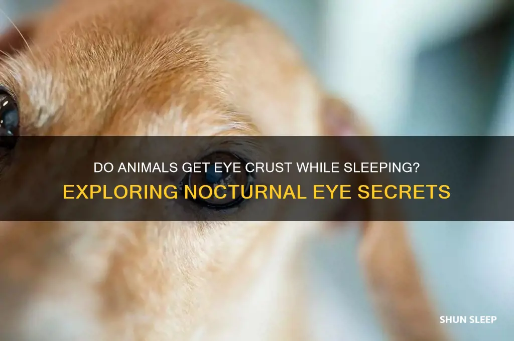 do other animals get eyecrust while sleeping