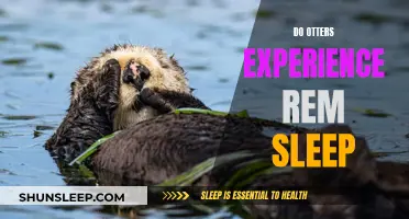 Otters' Sleep Patterns: Do They Experience REM Sleep?