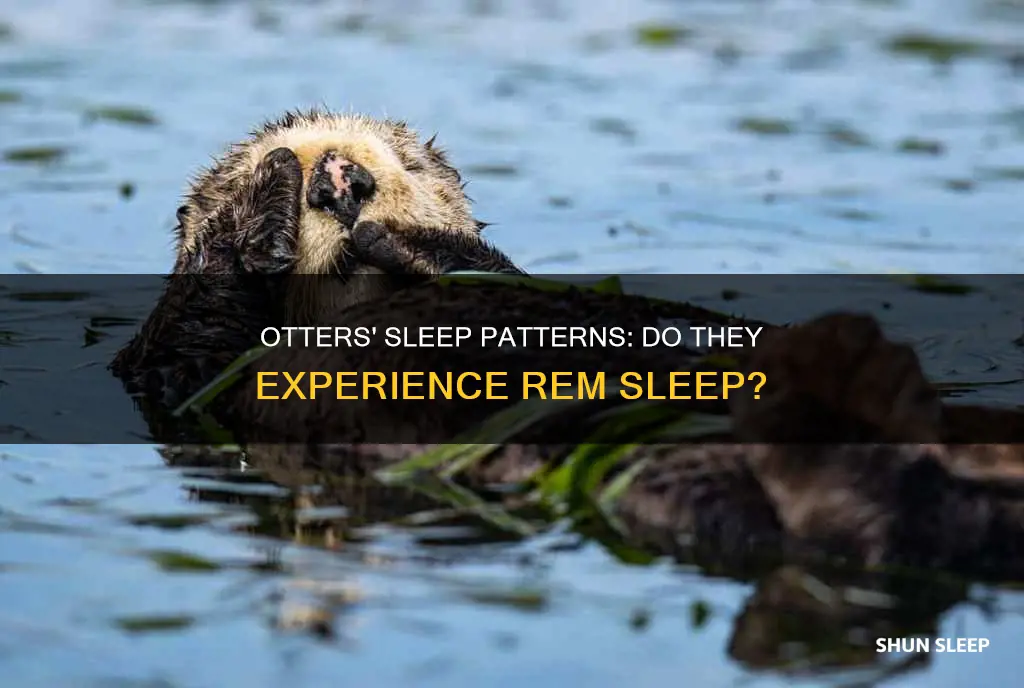 do otters experience rem sleep