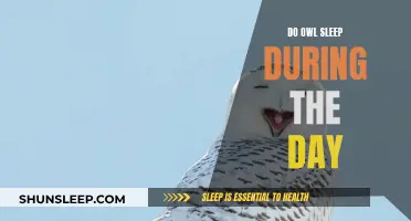 Do Owls Sleep During the Day? Understanding Their Habits