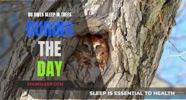 Owls' Daytime Napping Spots: Tree Branches or Hidden Spots?