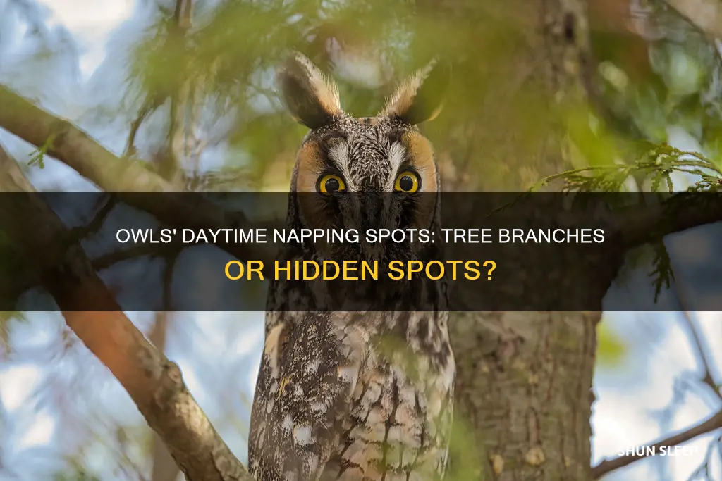 do owls sleep in trees during the day