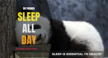 Pandas: Sleeping Beauty or Energetic Beast?