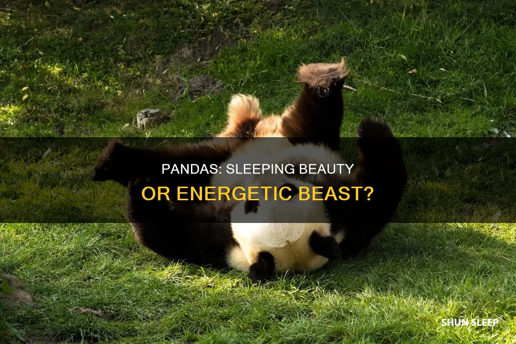 do pandas sleep all day