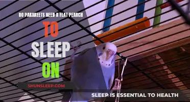 Parakeets' Sleep: Flat Perches, a Necessity or a Luxury?