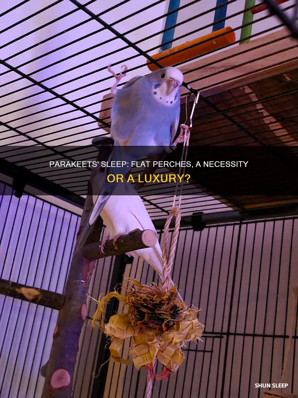 do parakeets need a flat pearch to sleep on