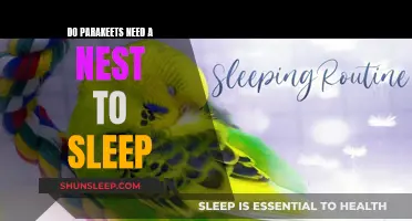 Parakeets' Sleeping Arrangements: Do They Need a Nest?